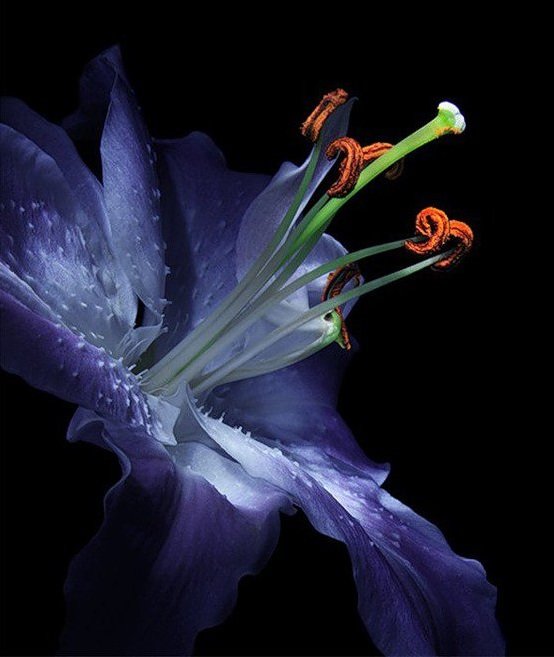 лилия - оригинал