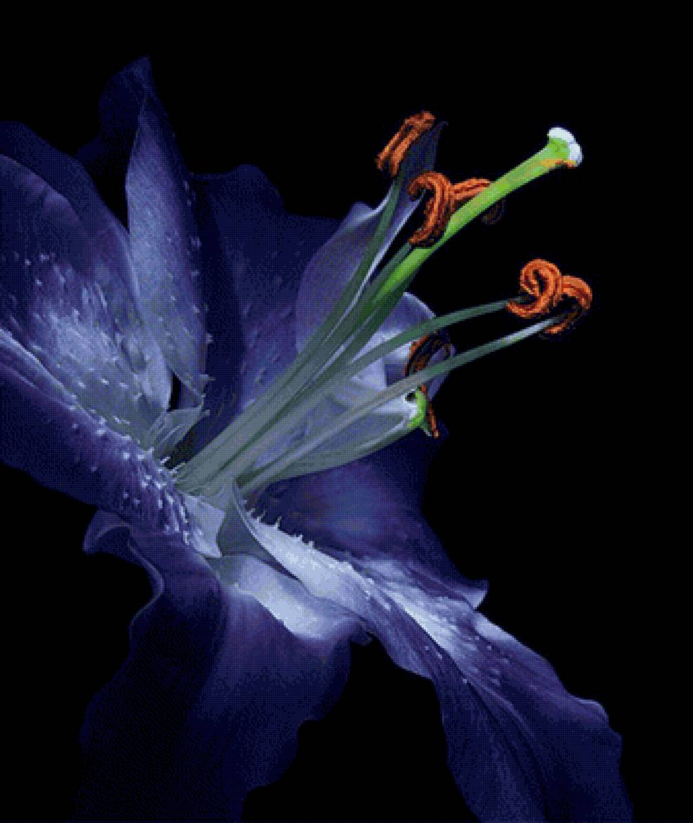 лилия - предпросмотр