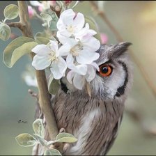 Схема вышивки «сова»