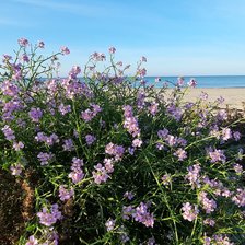 Схема вышивки «Цветы»
