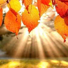 Схема вышивки «золотая осень»