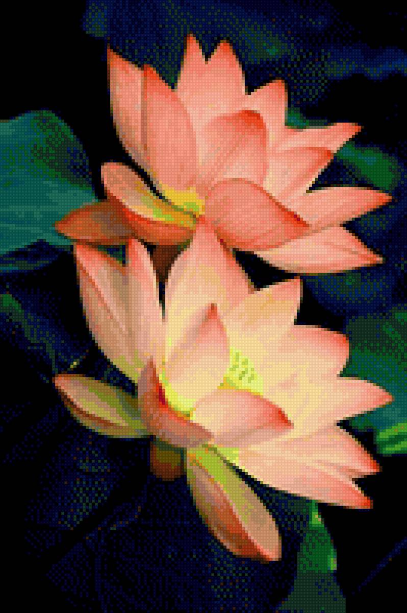 Jjnn - meo - предпросмотр