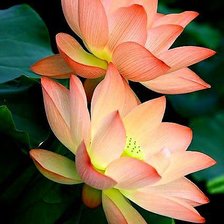 Схема вышивки «Jjnn»