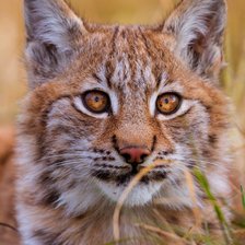 Схема вышивки «Рысь»