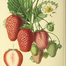 Схема вышивки «Клубника»