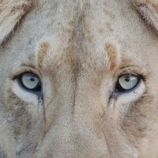 Схема вышивки «Взгляд»