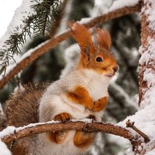 Схема вышивки «Белка»