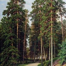 Схема вышивки «дорога в соснах»