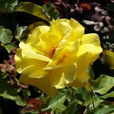 Схема вышивки «Крымская роза2»