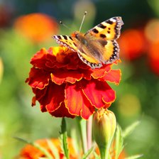 Схема вышивки «Летний полдень2»