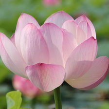 Схема вышивки «Лотос дальневосточный2»