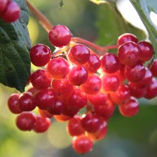 Схема вышивки «Калина»