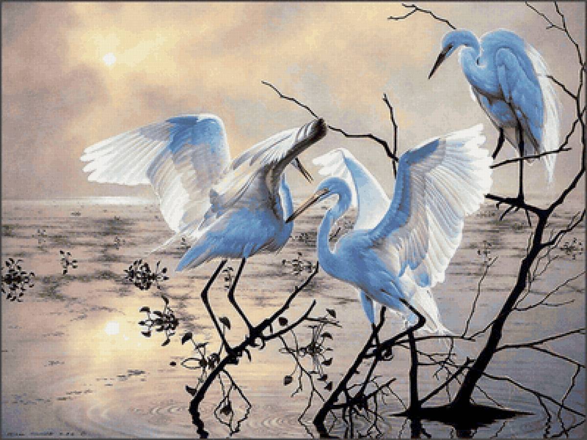 Цапли - природа, птицы, цапли - предпросмотр