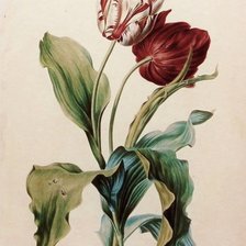 Схема вышивки «Тюльпаны»