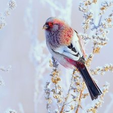 Схема вышивки «Урагус»