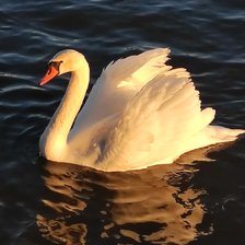 Схема вышивки «Лебедь»