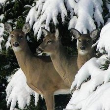 Схема вышивки «Косули»