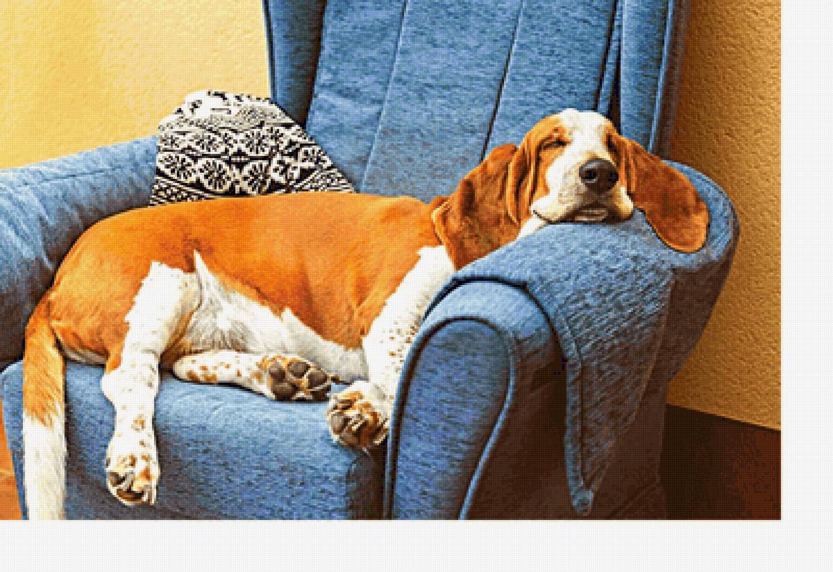 Серия "Собаки". Бассет-хаунд - собака, животные - предпросмотр