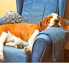 Схема вышивки «Серия "Собаки". Бассет-хаунд»