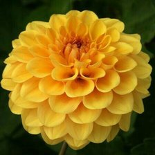 Схема вышивки «flor»