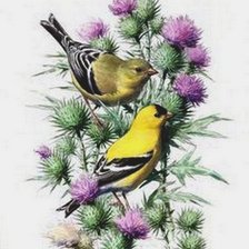 Схема вышивки «щеглы»