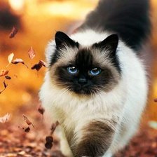 Схема вышивки «Котик»