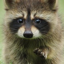 Схема вышивки «Енотик»