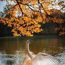 Схема вышивки «Лебедь»