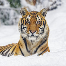 Схема вышивки «Тигр»