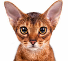 Схема вышивки «Абиссинская кошка»