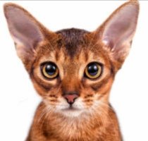 Схема вышивки «Абиссинская кошка»