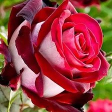 Схема вышивки «Роза»