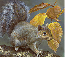 Схема вышивки «Серия "Грызуны". Белочка»