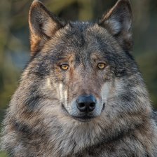 Схема вышивки «Волк»