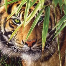 Схема вышивки «тигр»