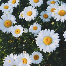 Схема вышивки «Ромашки»