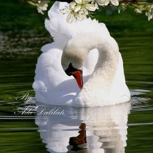 Схема вышивки «Лебедь»