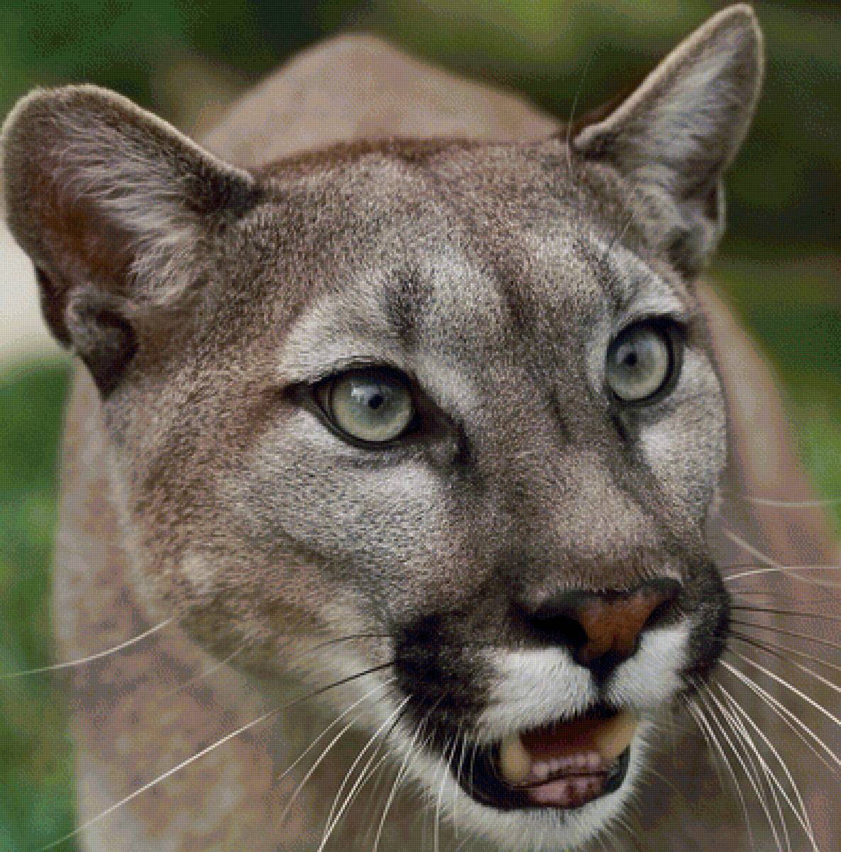 Пума - предпросмотр