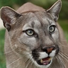 Схема вышивки «Пума»