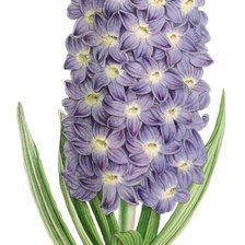 Схема вышивки «№2447806»