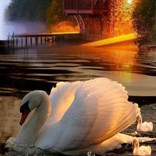 Схема вышивки «Лебедь»