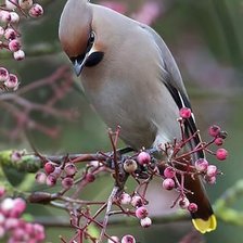 Схема вышивки «Птицы»