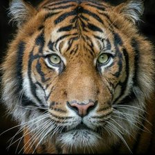 Схема вышивки «№2448426»