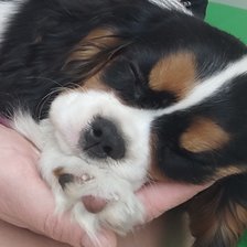 Схема вышивки «Линда»