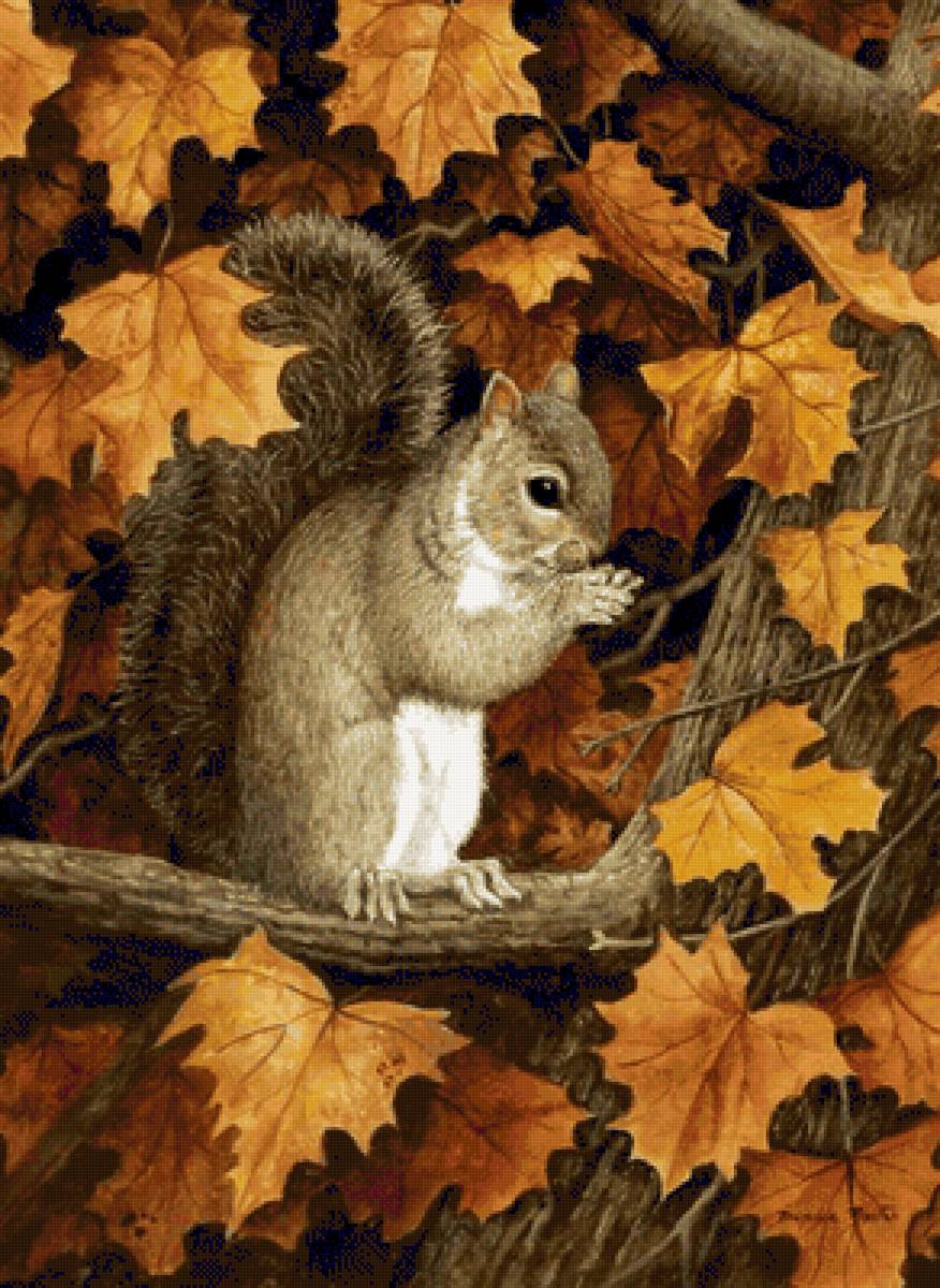 Ardilla - naturaleza - предпросмотр