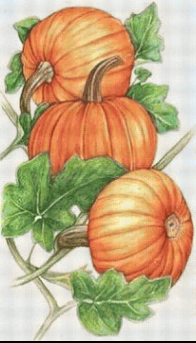 Тыква - тыква - предпросмотр