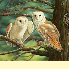 Схема вышивки «Серия "Птицы". Сипухи»