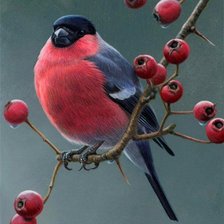 Схема вышивки «снегирь»