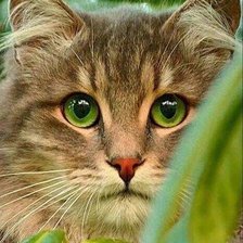 Схема вышивки «Котик»