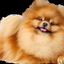 Схема вышивки «Милая собачка»